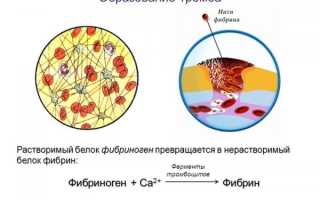 Фибриноген — важный белок в период беременности