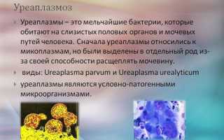 Что такое уреаплазмоз — чем опасна болезнь для мужского здоровья