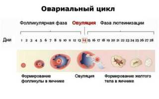 Кровь во время овуляции: норма или патология